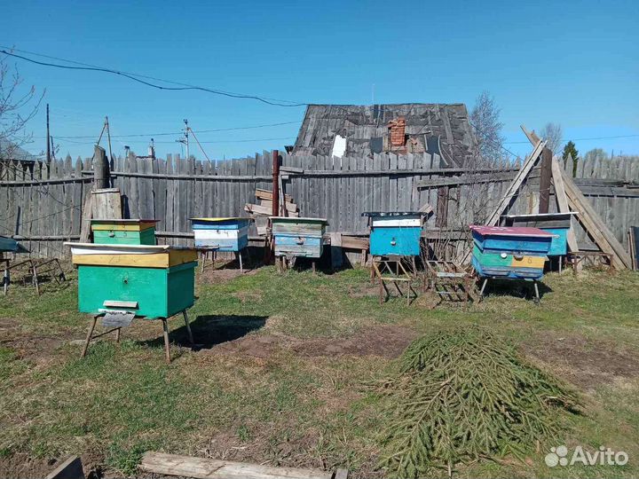 Улей с пчелами