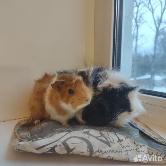 Морские свинки мальчики