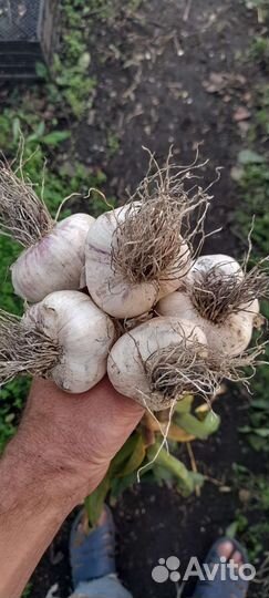 Чеснок озимый семенной,сорт 