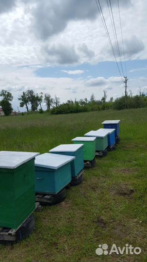 Пчелосемьи