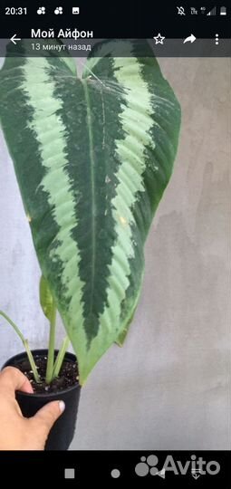 Комнатные растения