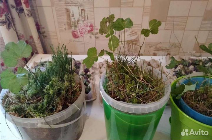 Саженцы морошки