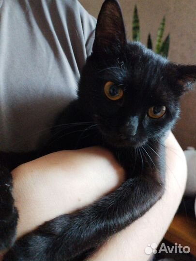 Отдам котика