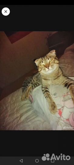 Кот и кошка