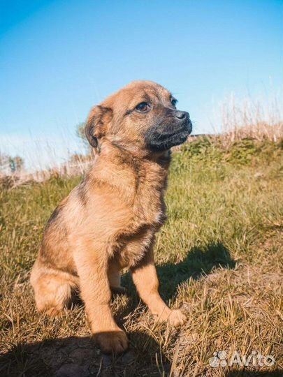 Щенки в хорошие руки