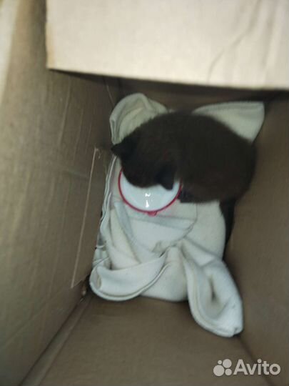 Черный пушистый котенок породистый