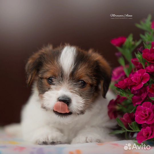 Щенки джек рассел терьер