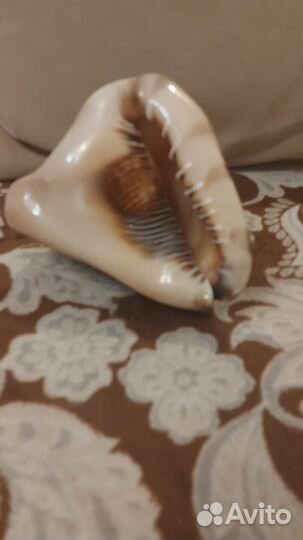 Ракушка морская большая