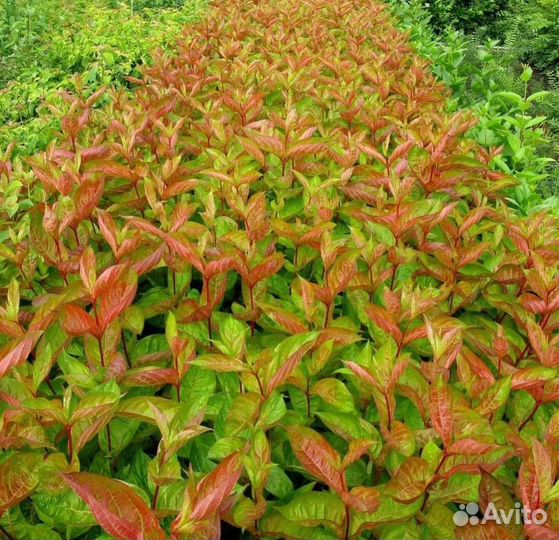 Вейгела Minor Black и Wings of Fire