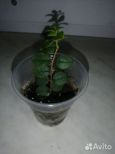 Укорененнный черенок мирта Лума