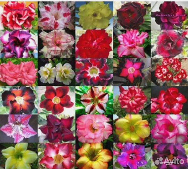 Адениум,барлерия, уайтфельдия