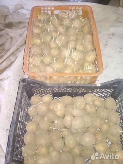 Семенной картофель