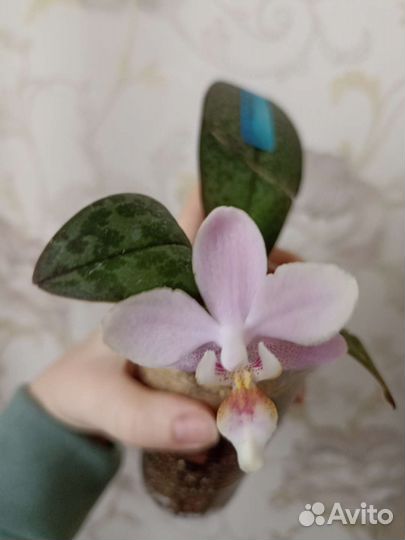 Орхидея парфюмерная фабрика одорион