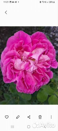 Пионовидная роза поль нейрон