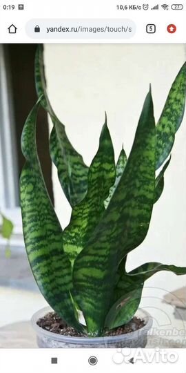 Сансевиерия