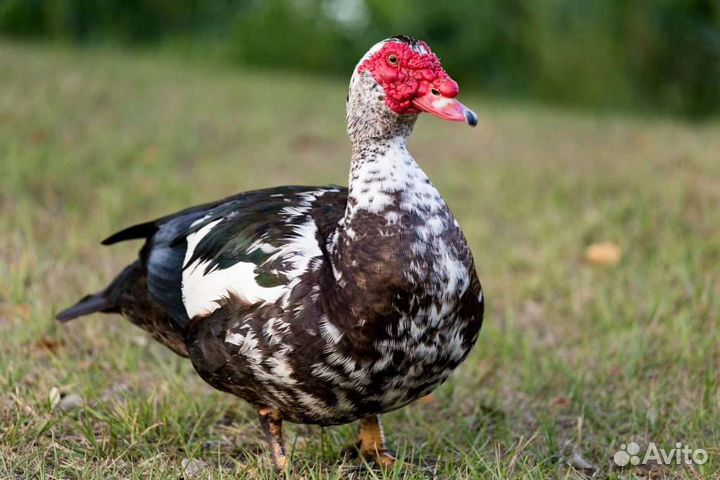 Продаю индоуток