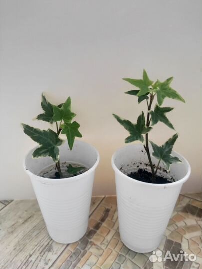 Плющ хедера