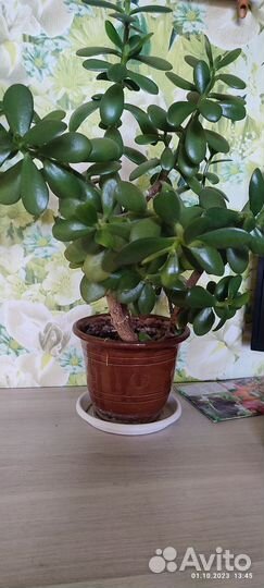 Толстянка, денежное дерево