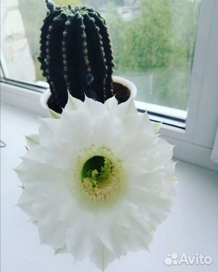 Кактусята Эхинопсис