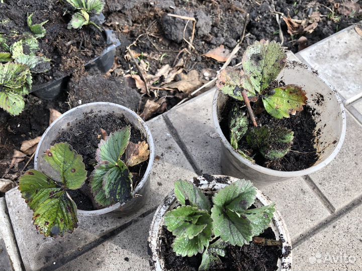 Саженцы клубники