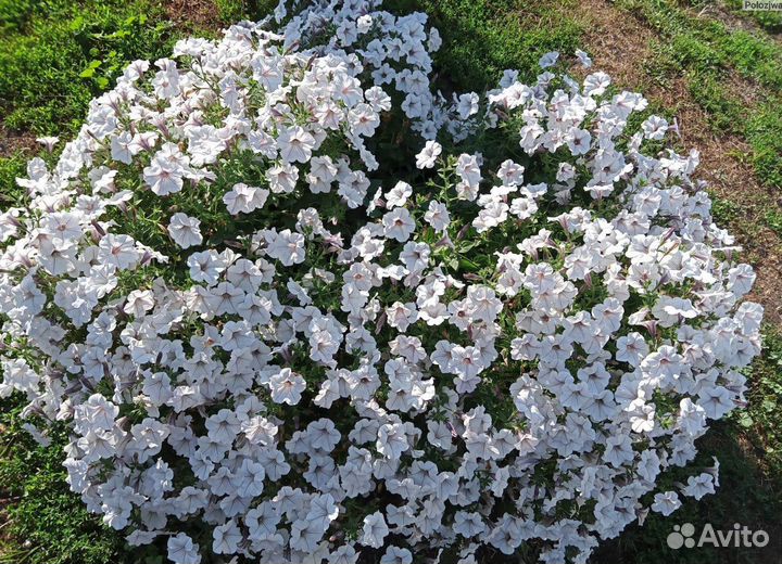 Рассада петунии тайдал вэйв сильвер