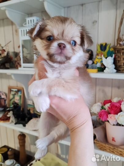 Элитный шоколадный соболь