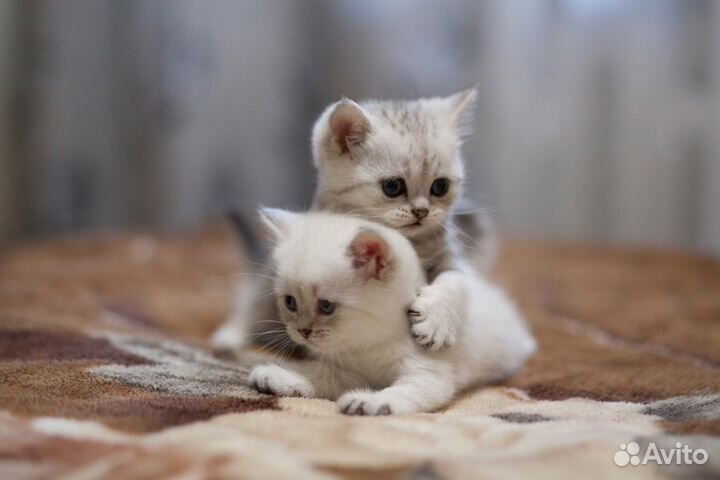 Шотландские котята вискас серебристая шиншилла блю