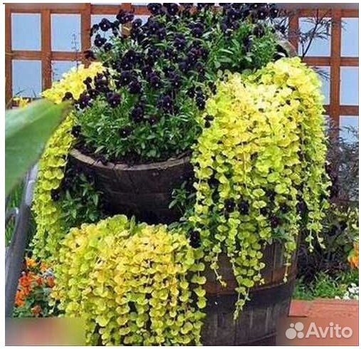 Вербейник, Будра, Цимбалярия