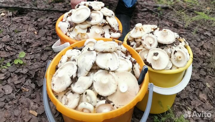 Грибы грузди свежие