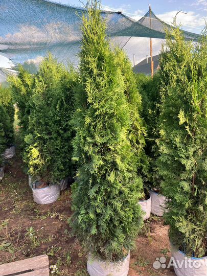 Туя колумна. Туя смарагд