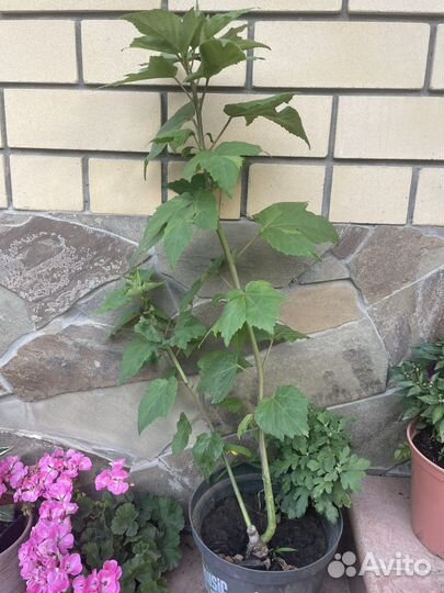 Пеларгонии, гибискус