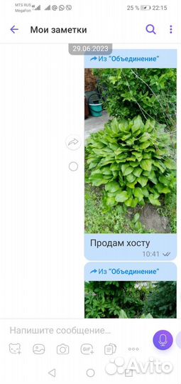 Хоста растение