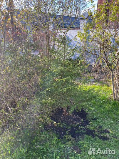 Елки для живой изгороди