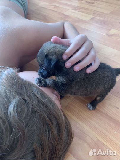 Щеночки девочки