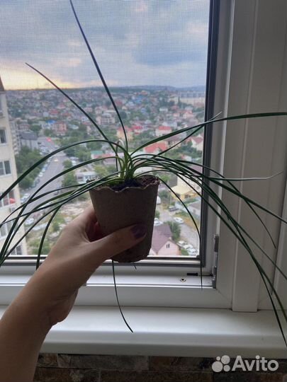 Зефирантес выскочка белый