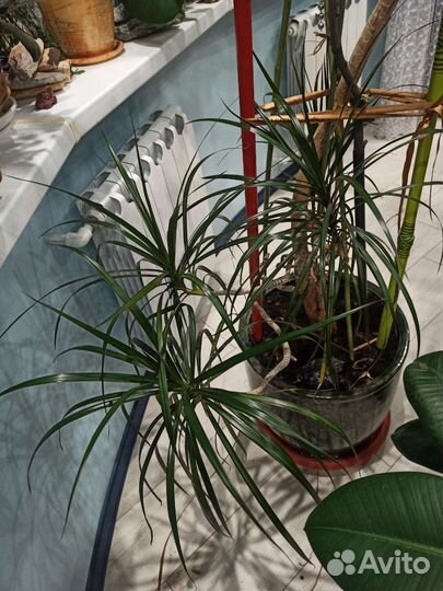 Фикус и драцена - гигиены (15 лет)