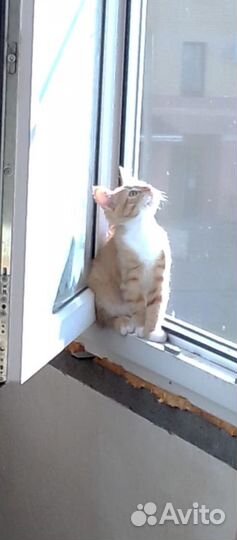 Рыжий котенок в добрые руки мальчик