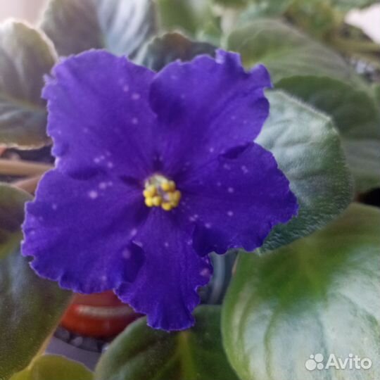 Фиалка лист срез