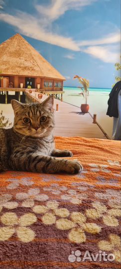 Шотландский котёнок (шоу класс)