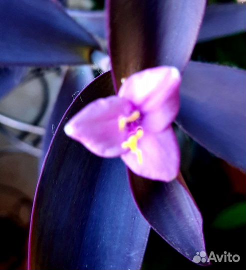 Сеткрезия пурпурная