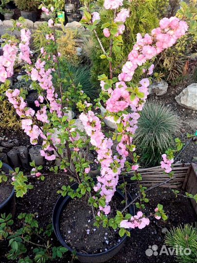 Цветущие декоративные