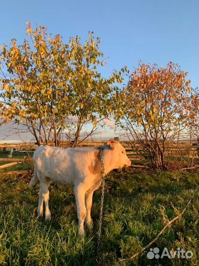 Телята бычки