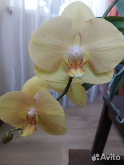 Орхидея фаленопсис