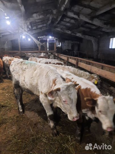 Бычки и быки