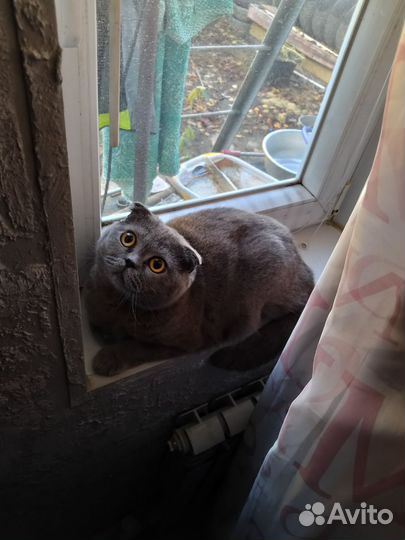 Шотландская вислоухая кошка