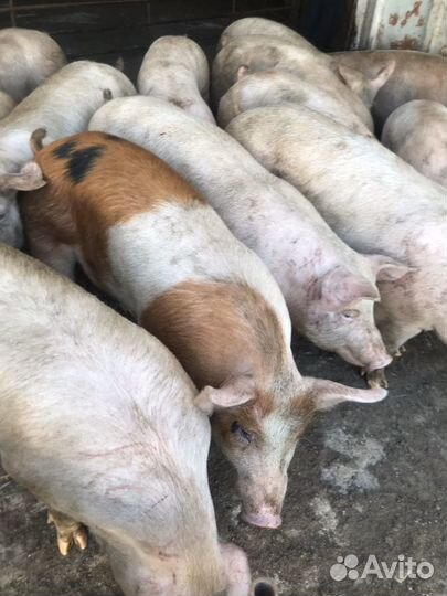 Свинья живой вес