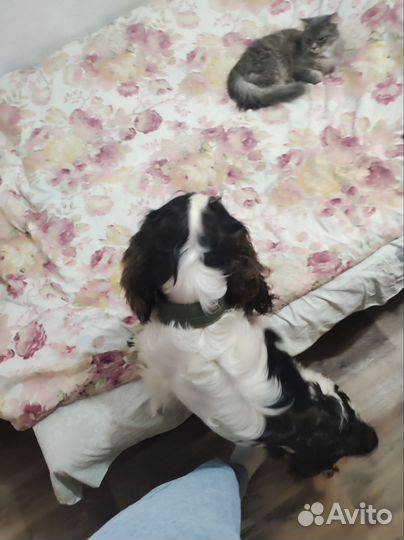 Кокер спаниель