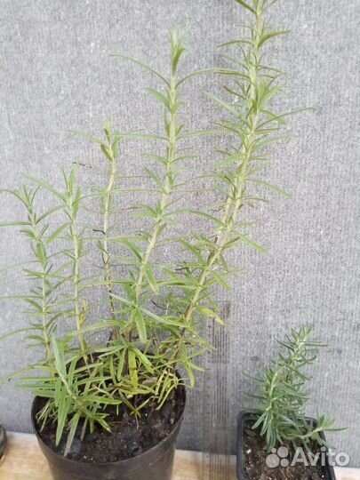 Розмарин растение