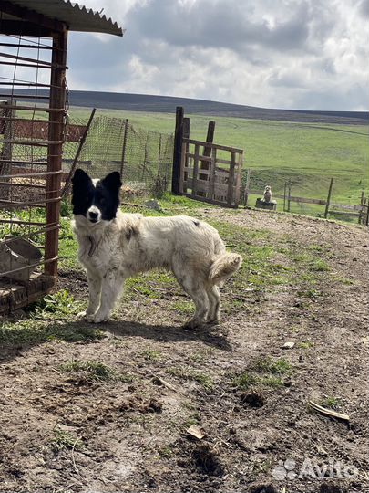 Собака бордер колли