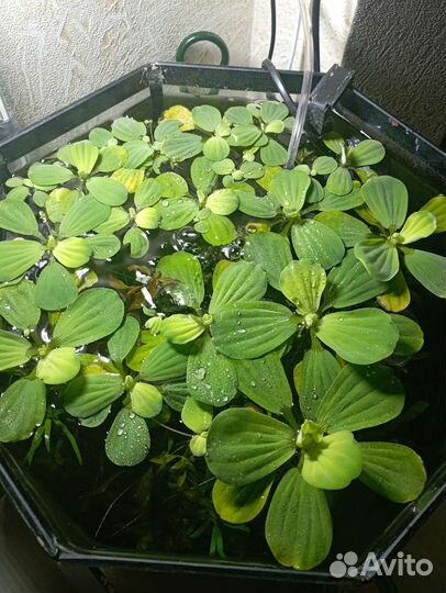 Аквариумные растения